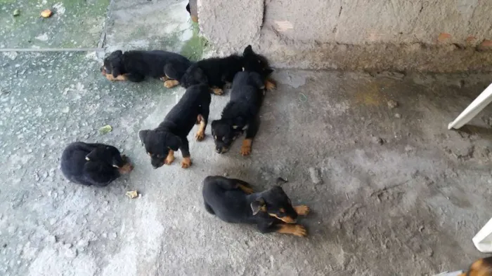 Cachorro raça Srd idade 2 a 6 meses nome Filhotes