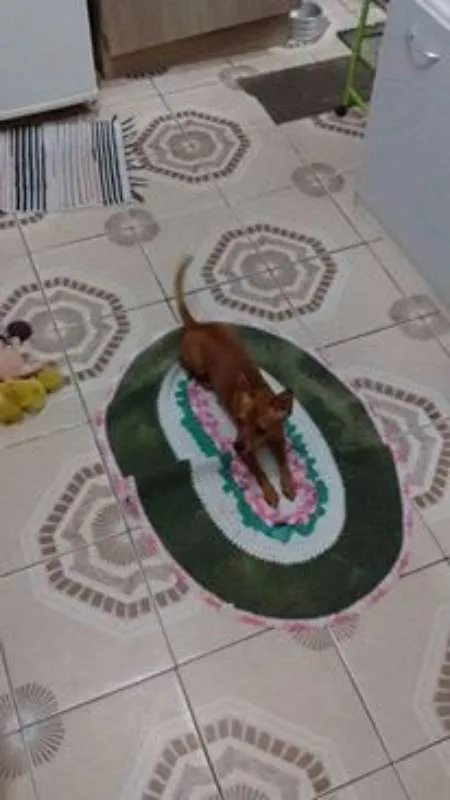 Cachorro ra a pinscher idade 1 ano nome Titã