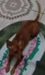 Cachorro raça pinscher idade 1 ano nome Titã