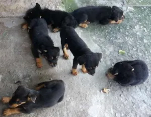 Cachorro raça Srd idade 2 a 6 meses nome Filhotes