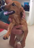 Paçoca