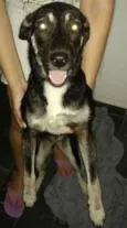 Amora