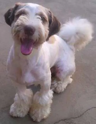 Cachorro ra a lhasa apso com poodle idade 2 a 6 meses nome Bidu
