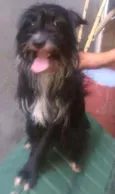 Bola