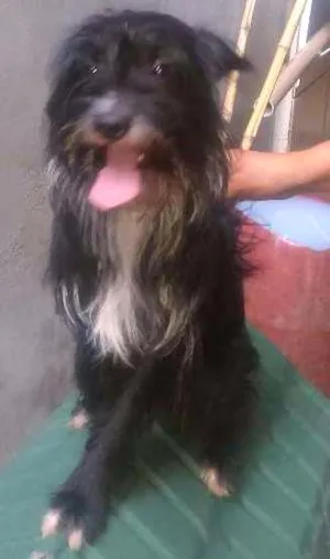 Cachorro raça Rnd idade 2 anos nome Bola