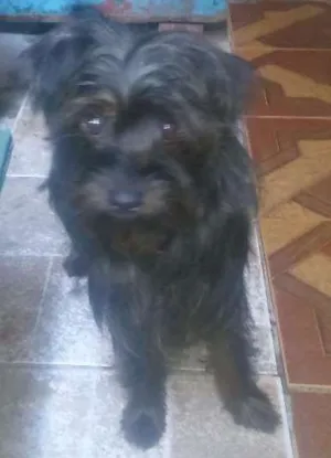 Cachorro raça Rnd idade 2 anos nome Bilu