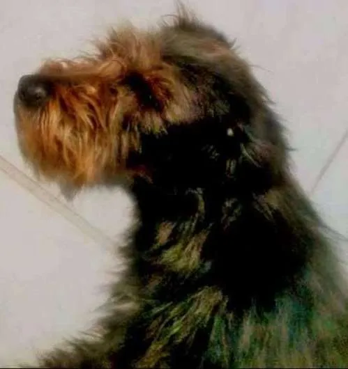 Cachorro ra a não definida idade 7 a 11 meses nome magnun