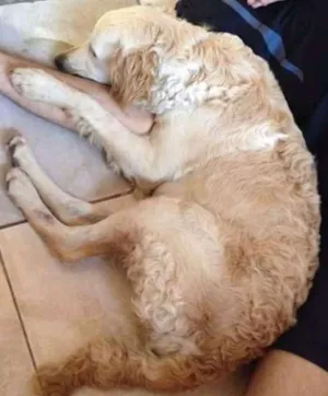 Cachorro raça Sdr  idade 2 anos nome Maya