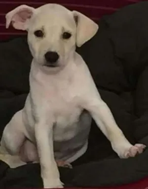 Cachorro raça SRD idade 2 a 6 meses nome Vicky