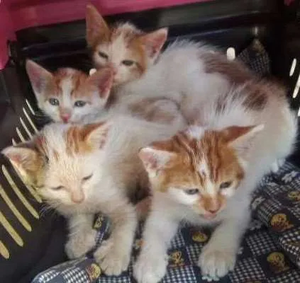 Gato ra a mestiço idade 2 a 6 meses nome Sem nome