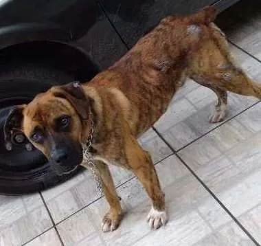 Cachorro ra a Indefinida idade 3 anos nome Zelão