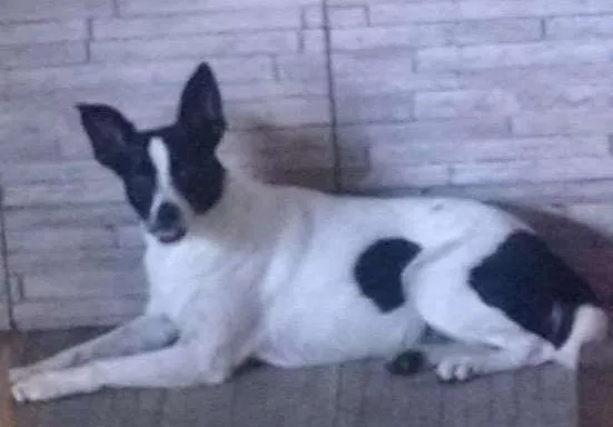 Cachorro ra a SRD idade 3 anos nome Milli