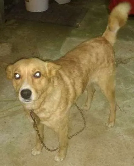 Cachorro ra a Vira lata idade  nome Taisom