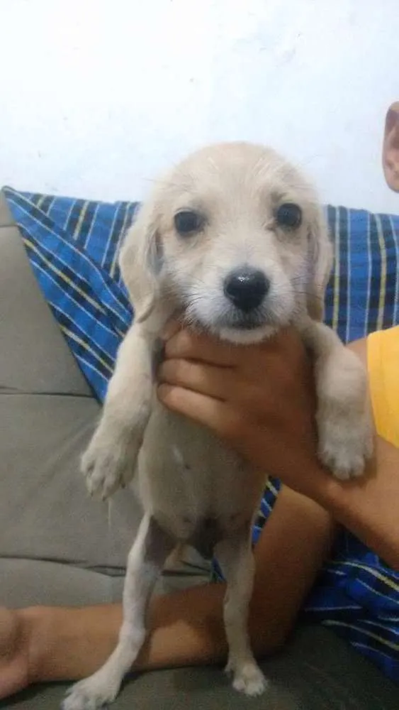 Cachorro raça Misturado  idade 2 a 6 meses nome Ricardito