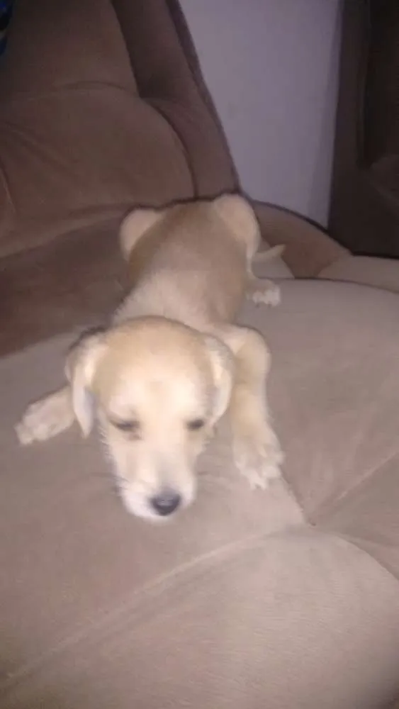 Cachorro raça Misturado  idade 2 a 6 meses nome Ricardito