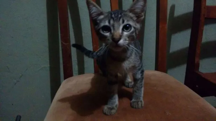 Gato ra a vira lata idade 2 a 6 meses nome sem nome