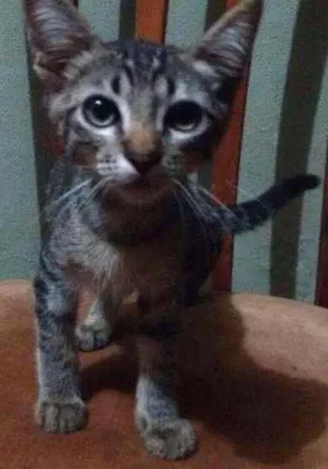 Gato raça vira lata idade 2 a 6 meses nome sem nome