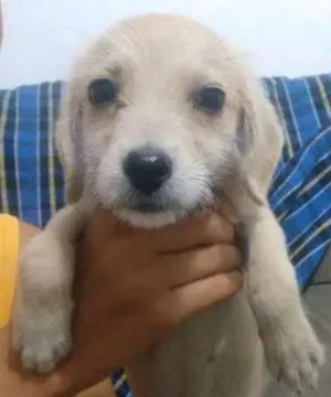 Cachorro raça Misturado  idade 2 a 6 meses nome Ricardito