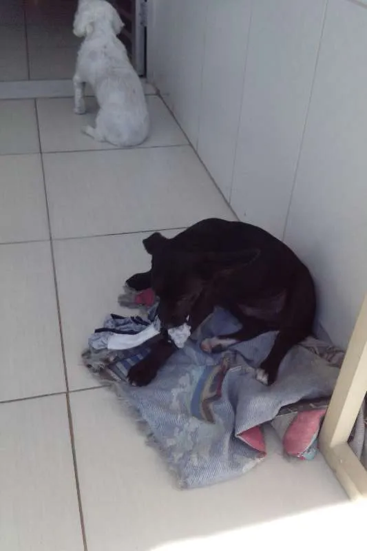 Cachorro ra a Vira-lata(pequeno) idade 2 a 6 meses nome Billy