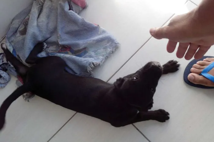 Cachorro ra a Vira-lata(pequeno) idade 2 a 6 meses nome Billy