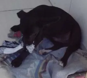 Cachorro raça Vira-lata(pequeno) idade 2 a 6 meses nome Billy