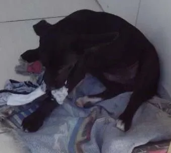 Cachorro ra a Vira-lata(pequeno) idade 2 a 6 meses nome Billy