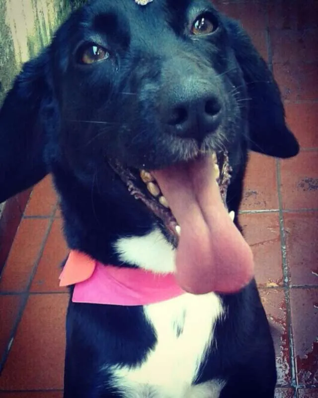 Cachorro ra a SRD idade 4 anos nome Princesa