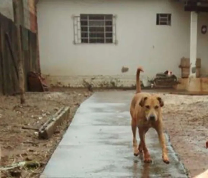 Cachorro ra a VIRALATA idade 3 anos nome AMARELAO