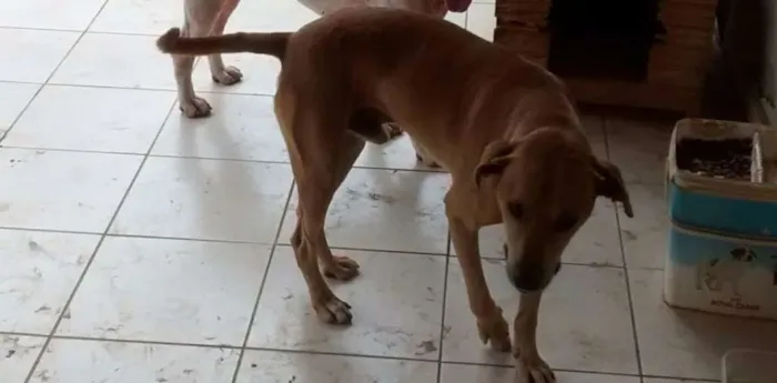 Cachorro ra a VIRALATA idade 3 anos nome AMARELAO