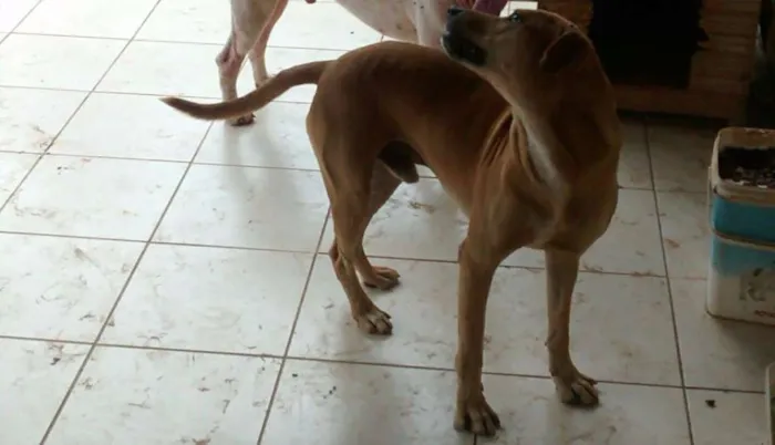 Cachorro ra a VIRALATA idade 3 anos nome AMARELAO