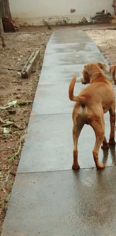 Cachorro ra a VIRALATA idade 3 anos nome AMARELAO
