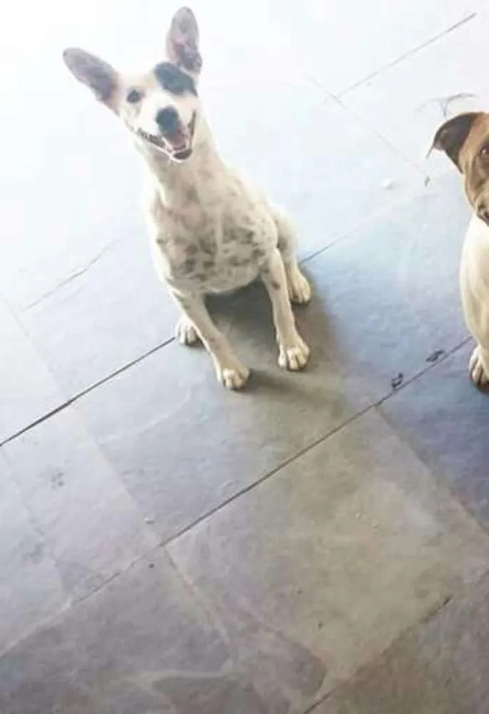 Cachorro ra a Sem raça definida idade 7 a 11 meses nome Olívia