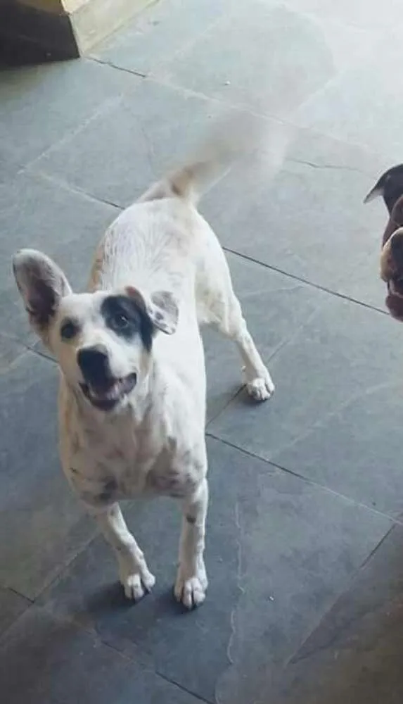 Cachorro ra a Sem raça definida idade 7 a 11 meses nome Olívia