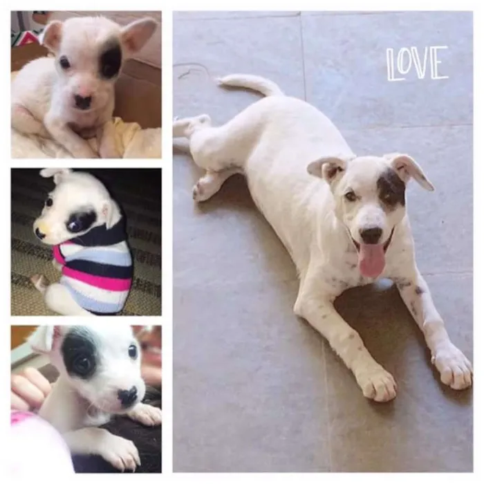 Cachorro ra a Sem raça definida idade 7 a 11 meses nome Olívia