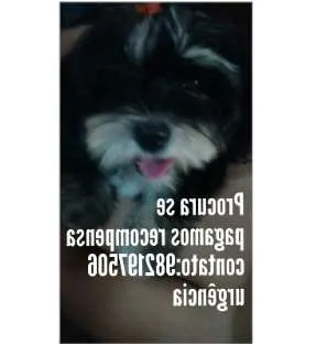 Cachorro raça Maltes com shitzu idade 2 a 6 meses nome Cacau