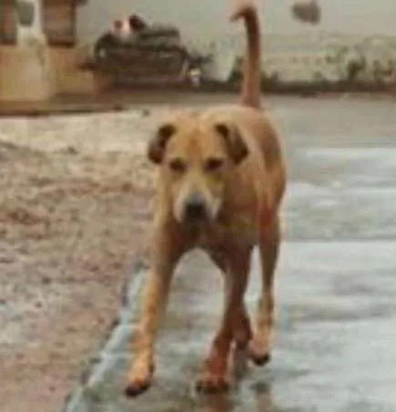 Cachorro ra a VIRALATA idade 3 anos nome AMARELAO