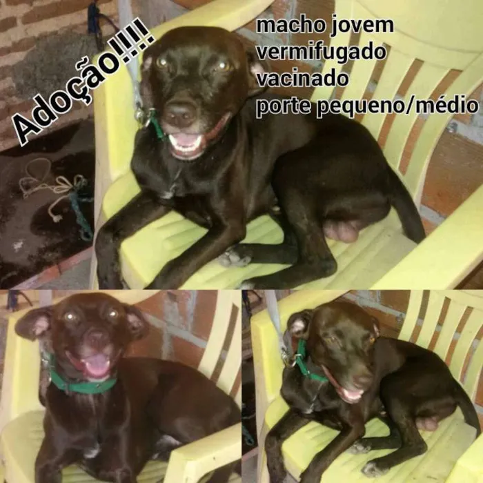 Cachorro ra a sdr idade 1 ano nome Marrom