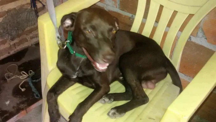 Cachorro ra a sdr idade 1 ano nome Marrom