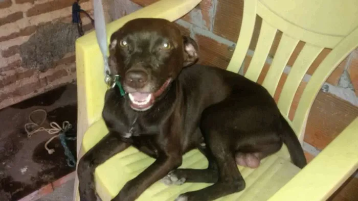 Cachorro ra a sdr idade 1 ano nome Marrom