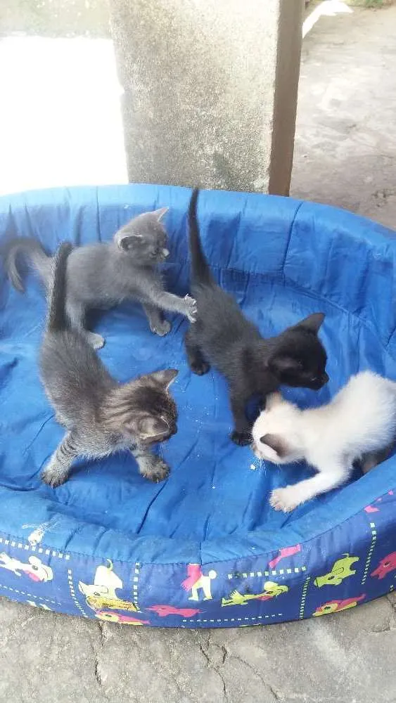 Gato raça RI idade  nome Ainda não tem nome