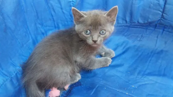 Gato raça RI idade  nome Ainda não tem nome