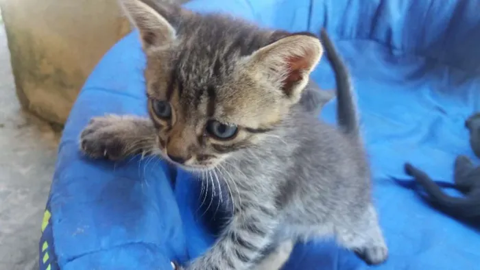 Gato raça RI idade  nome Ainda não tem nome