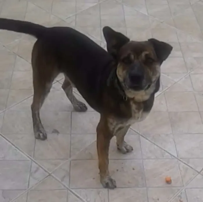 Cachorro ra a SRD idade 5 anos nome Bori