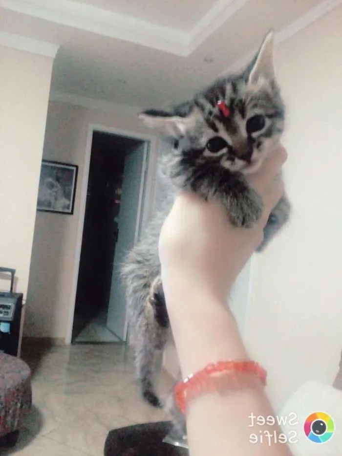Gato ra a Sem raça idade Abaixo de 2 meses nome Sem.nome