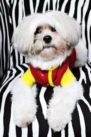 Cachorro raça Shitzu idade 6 ou mais anos nome Prince