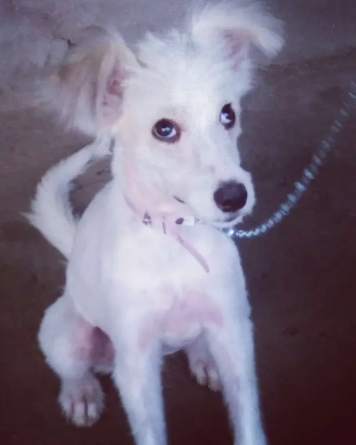 Cachorro raça Vira lata  idade 2 a 6 meses nome Mell