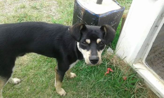 Cachorro ra a SRD idade 7 a 11 meses nome ZEZINHO