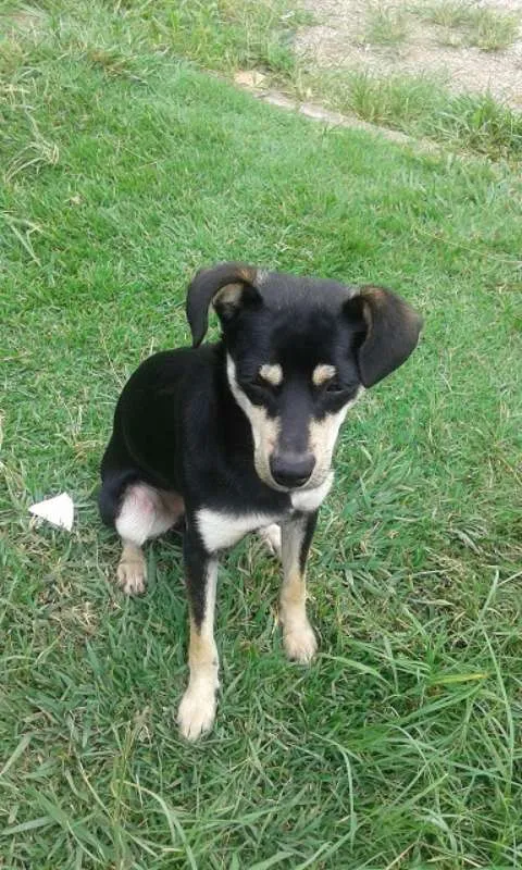 Cachorro ra a SRD idade 7 a 11 meses nome ZEZINHO