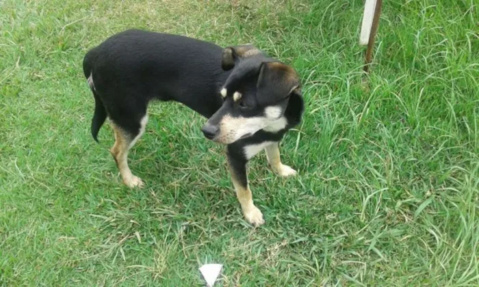 Cachorro ra a SRD idade 7 a 11 meses nome ZEZINHO