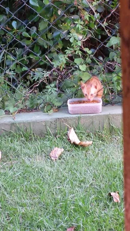 Gato ra a sem raça definida  idade 2 a 6 meses nome sem nome